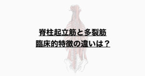 脊柱起立筋と多裂筋　臨床的特徴と応用について