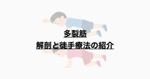多裂筋　解剖と徒手療法のご紹介