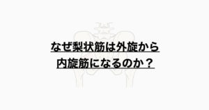 なぜ梨状筋は外旋から内旋筋になるのか？