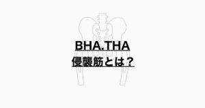 BHA、THAにおける侵襲筋とは？
