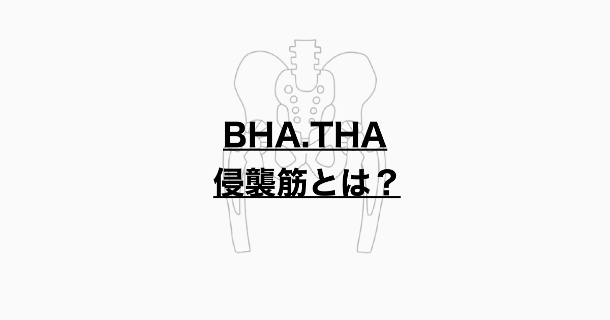 BHA、THAにおける侵襲筋とは？